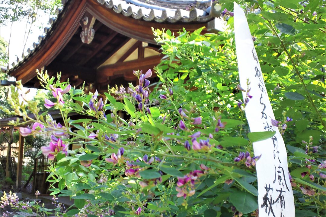 京に秋の訪れを告げる 萩の花が咲きこぼれる常林寺から迎称寺へ