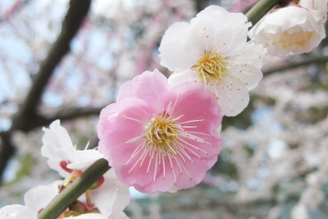 「 三 」が重なる3月3日( 桃の節句 )に 三十三間堂の「 春桃会 」へ 後白河法皇ゆかりの「 法住寺 」で愛らしい「 つり雛展 」を見学