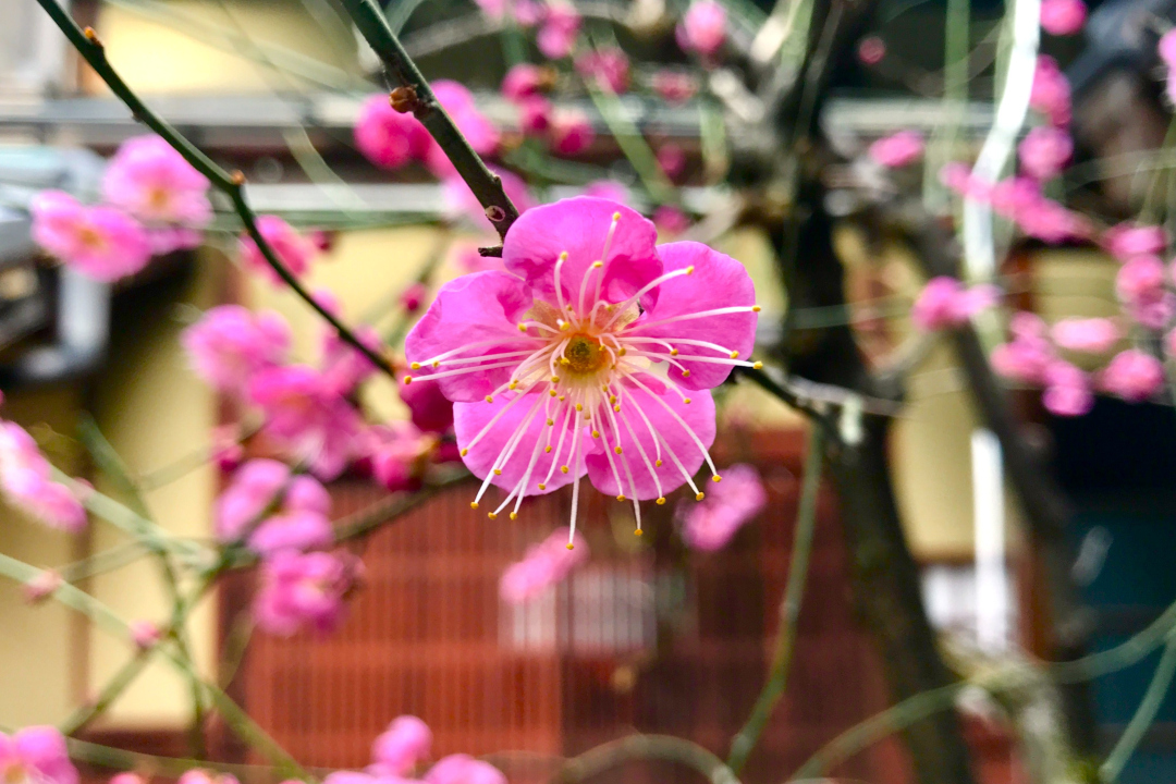 早春を彩る【 梅 】にちなんだ“ 超マニアック ”歴史さんぽ! 【 平安宮 】ゆかりの「 梅 」跡から【 聚楽第 】「 梅雨の井 」跡まで