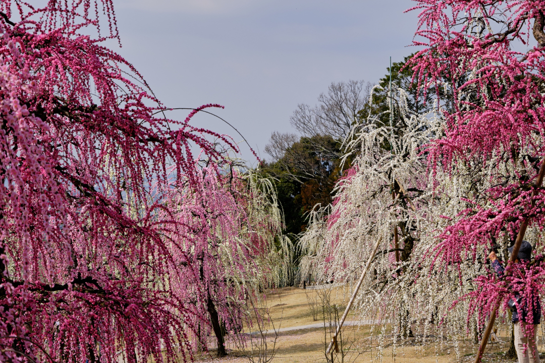 梅の新名所!「枝垂れ梅」が人気の花の寺「三室戸寺」から早蕨の道へ 世界遺産の宇治上神社、花の寺「恵心院」など早春の宇治を満喫します