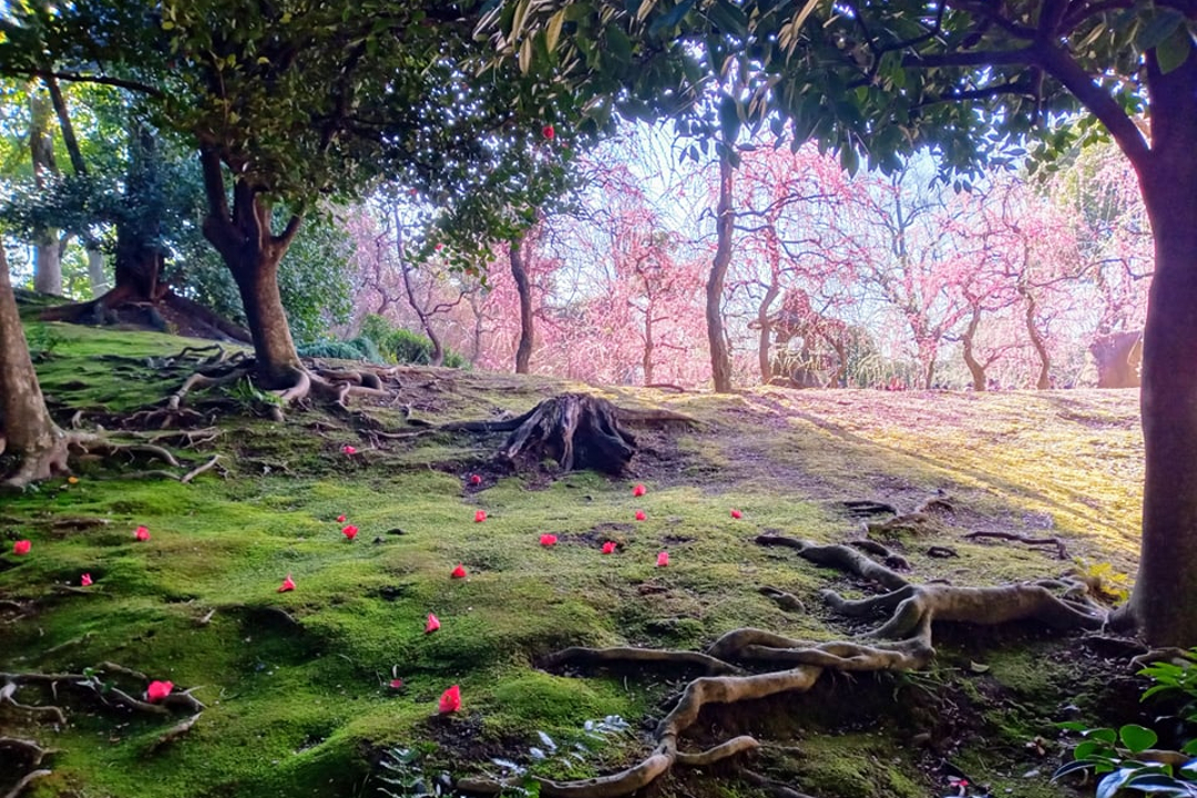 春らんまん!華やかなしだれ梅と椿が咲き競う「 城南宮 」拝観と 平安末期に壮麗を極めた院政政治の舞台「 鳥羽離宮 」跡を散策