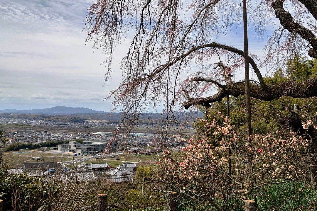 「山背古道」を歩くシリーズ第三弾!橘諸兄が愛した井手の街歩き 名刹・地蔵院と古社・玉津岡神社を参拝後、青谷梅林を目指します
