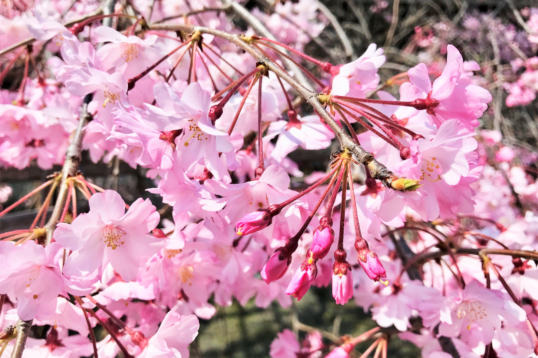 爛漫の早咲き桜!“ 桜の宮 ”と称される嵐山の桜名所「 車折神社 」参拝 若き日の足利義満が延命を願って創建した古刹「 鹿王院 」の拝観へ