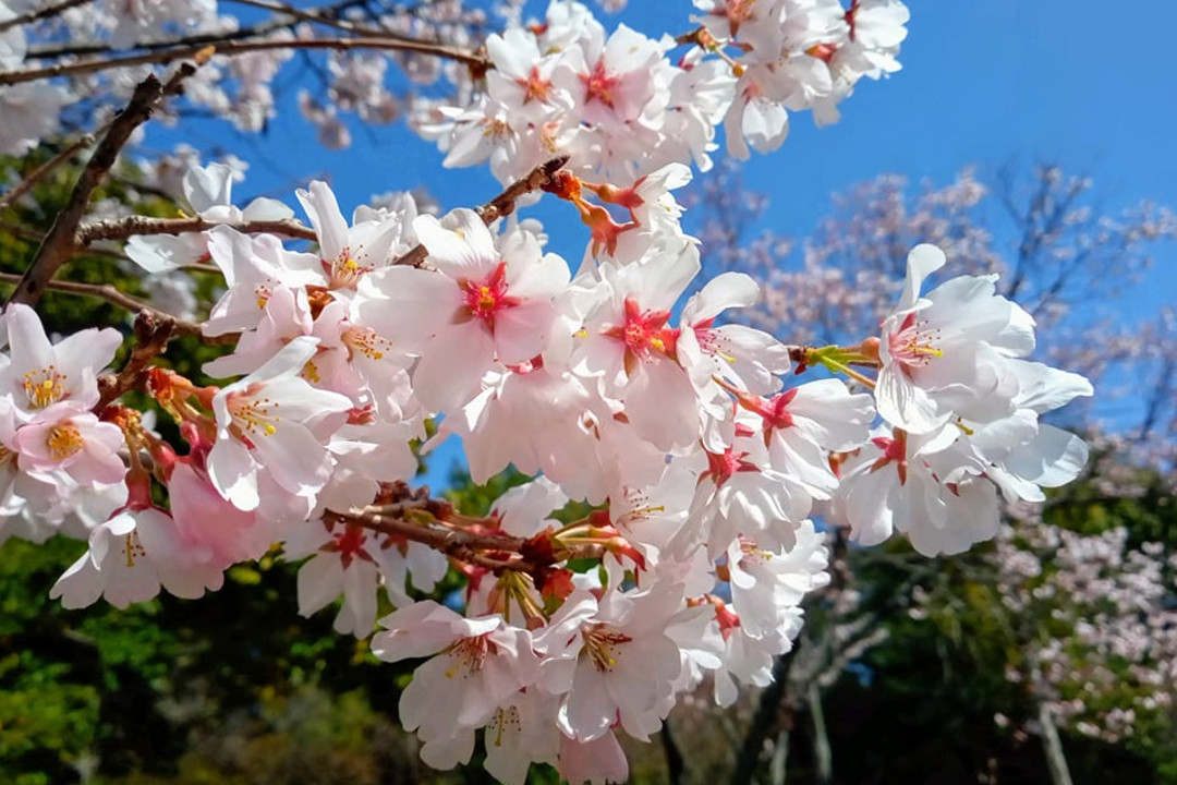京都の桜前線のスタートを告げる「 近衛邸跡 」の可憐な糸桜と 大きな傘を広げたような立ち姿が美しい「 本満寺 」のしだれ桜