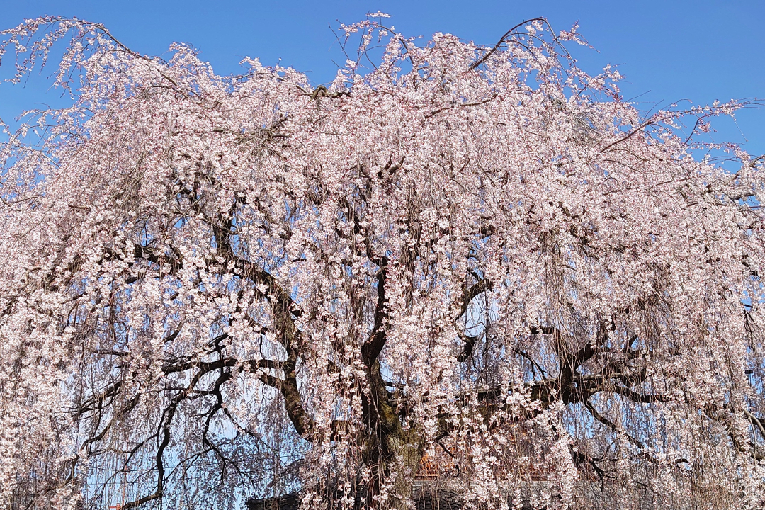 巳年ゆかりの「出町の弁天さん」と「御所の弁天さん」へ参拝! 早咲きの名桜・本満寺の枝垂れ桜と京都御苑の「近衛桜」も鑑賞