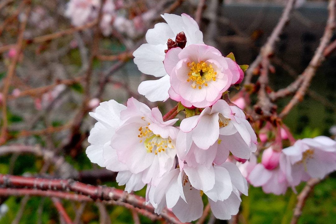 秋から春にかけて咲く「 御会式桜 」や枝垂れ桜の「 阿亀桜 」、西陣の 春を彩る桜を鑑賞。織の町に通された辻子を抜けて千本釈迦堂を拝観