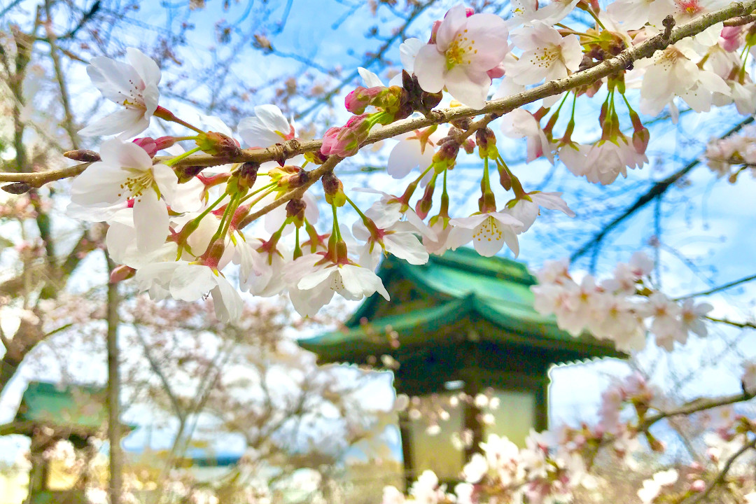 絶景270 本の桜並木!京都府景観資産登録「 桜の径 」と「 向日神社 」 幻の都「 長岡京 」美しい桜が咲き誇る長岡宮「 朝堂院跡・大極殿跡 」