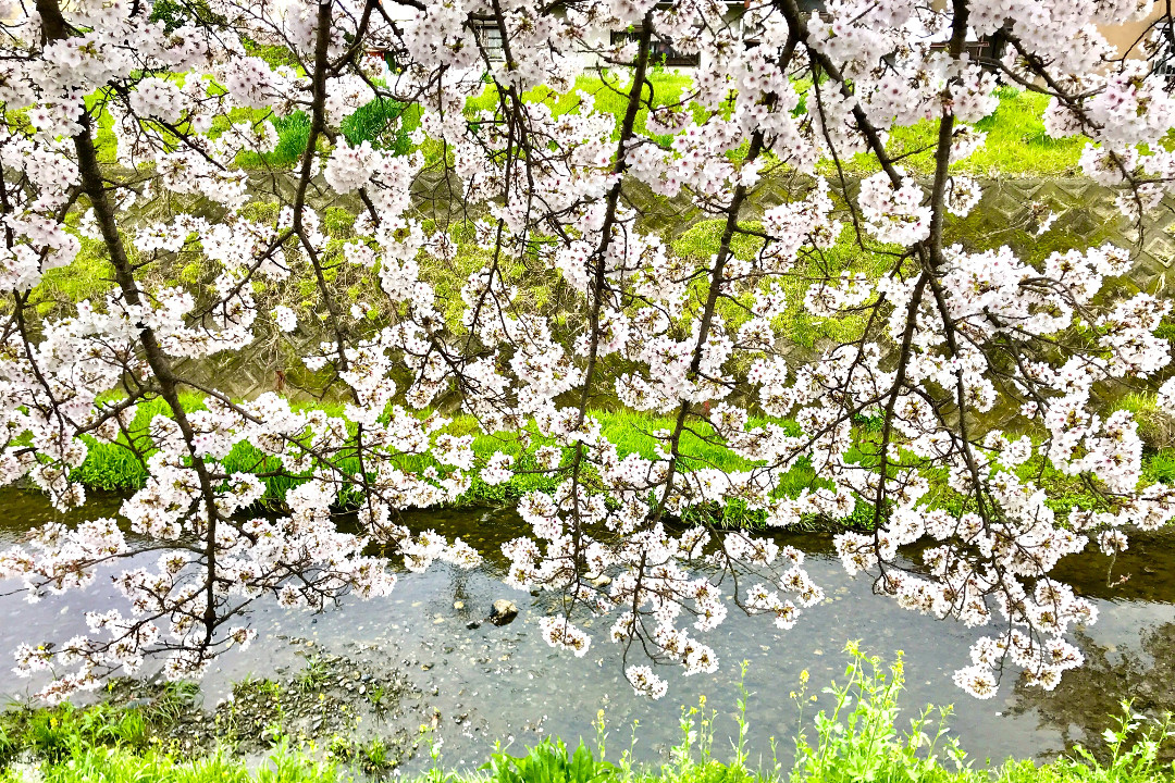 この絶好の機会を逃すことなく! 桜並木「 井手の玉川 」絶景の散歩道と 国宝・釈迦如来像を祀る「 蟹満寺 」以仁王ゆかり「 高倉神社 」参拝へ