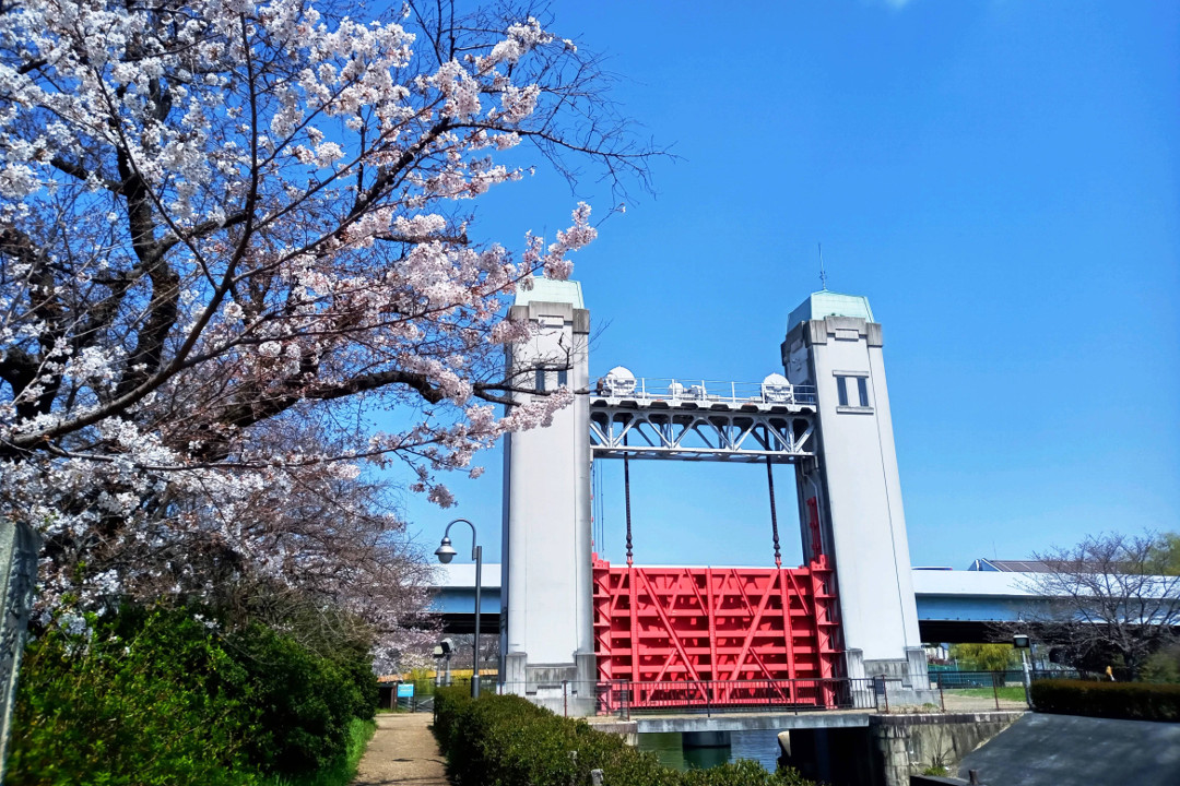水運の歴史と文化を語り継ぐ「 三栖閘門 」と 桜花が咲き誇る「 出合橋 」 「 港 」から読み解く伏見の町の物語 & 酒まんじゅうのおやつ付き♪