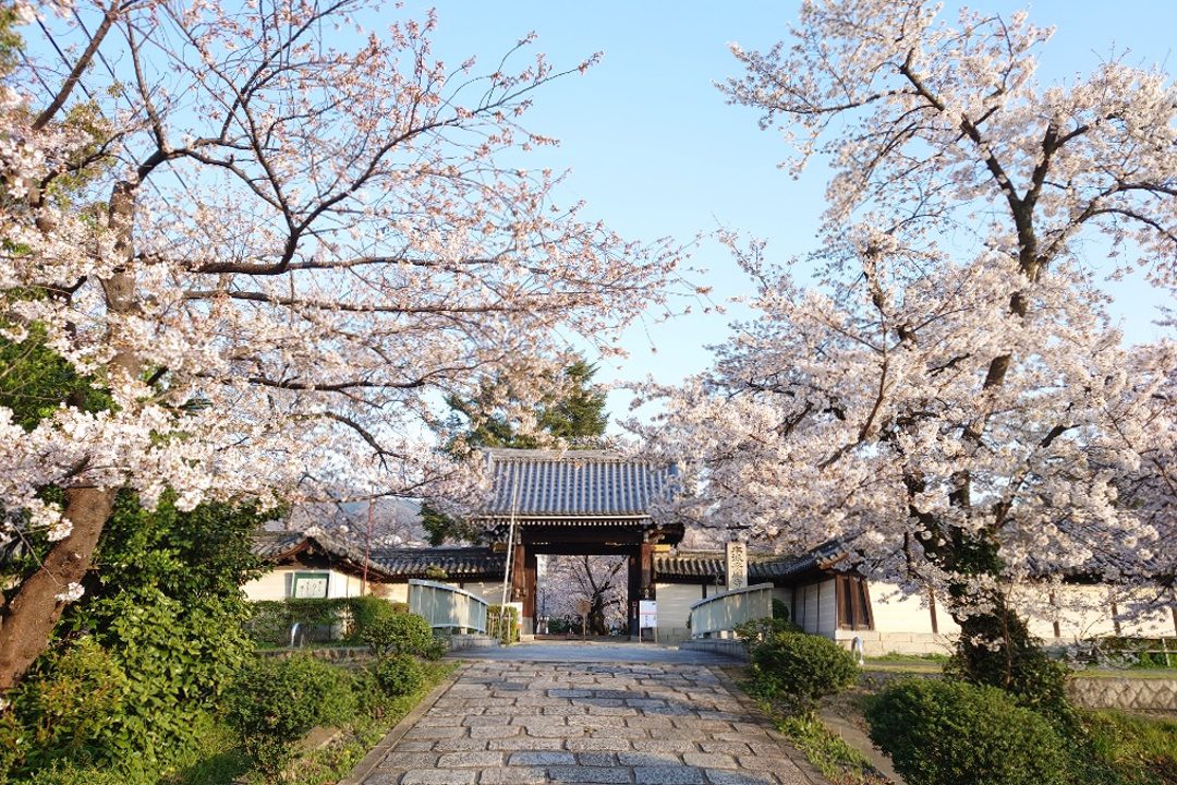 空間を満たす桜色と念仏の教えが受け継がれる桜の超穴場は山科にあり! 蓮如上人が築いた幻の宗教都市「 西宗寺 」と「 本願寺山科別院 」へ