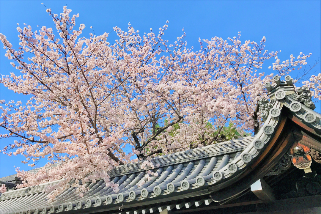 日蓮宗の大本山が立ち並ぶ【 西陣 】に咲く「 桜の名所 」めぐりと 長谷川等伯の筆による圧巻の迫力「 本法寺・大涅槃図 」特別公開へ