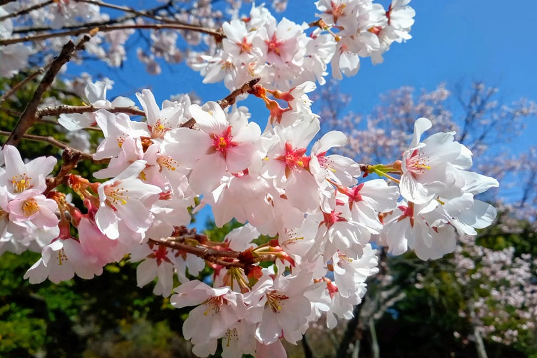 悠久の雅を伝える「 大覚寺 」と天皇貴族が愛した嵯峨野を彩る絶景の桜  大沢池と広沢池、平安の都人が歩いた風光明媚な「 千代の古道 」へ