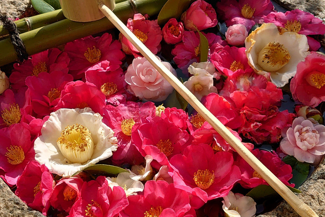 “ 桜 ”が彩る「 哲学の道 」を歩いて“ 椿 ”が咲く「 霊鑑寺 」へ 社寺を彩る美しい「 桜 」と「 ごはん処 永瀬 」おまかせ会席を味わう