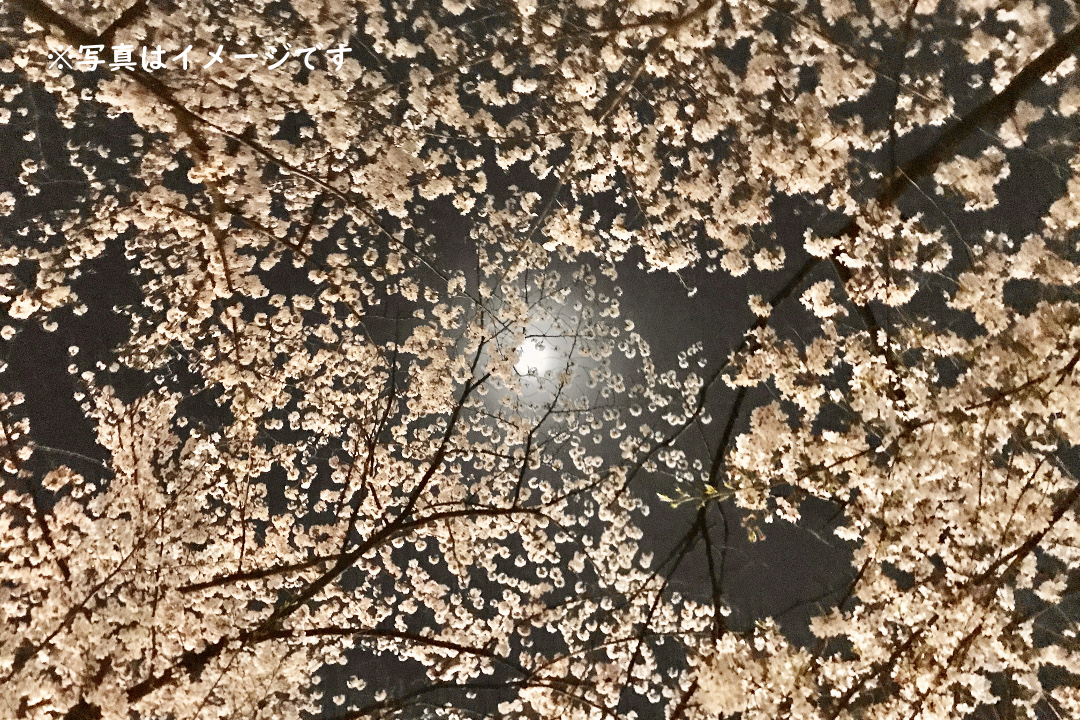夕暮れ閉門後!らくたび限定「 仁和寺 – 御室桜 – 」幻想ライトアップと 僧侶の解説による通常非公開「 経蔵 」一切経を納めた輪蔵の特別見学へ