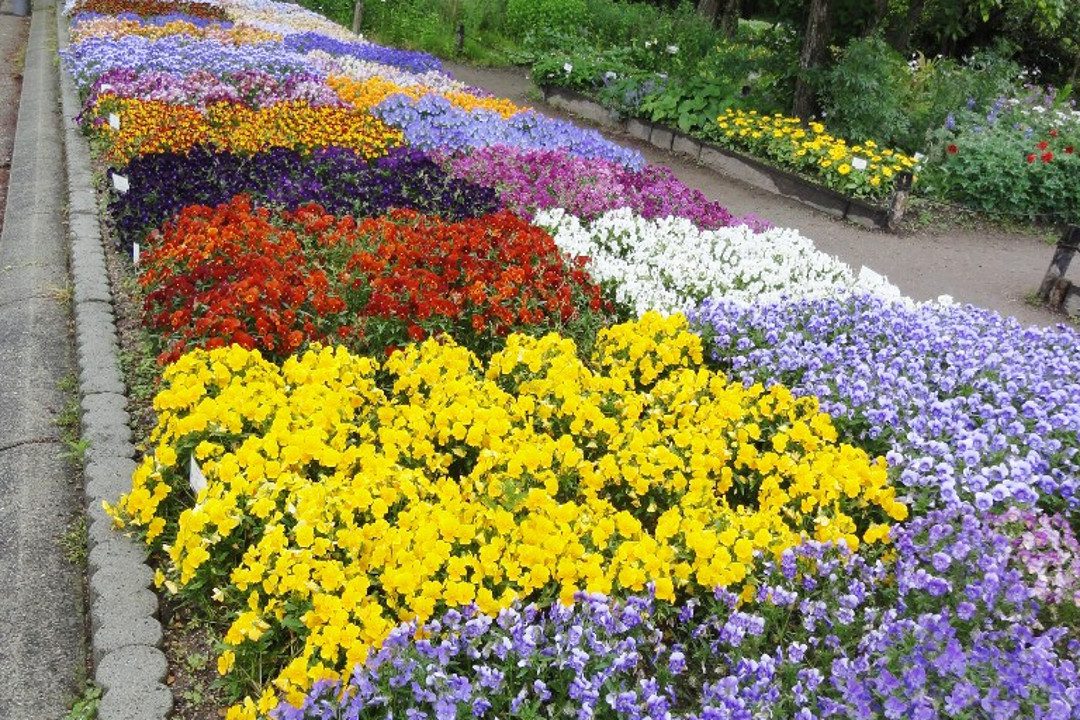 桜花爛漫♪圧巻の美しさを誇る「 京都府立植物園 」の「 大しだれ桜 」 桜のトンネル「 半木の道 」を歩き、桜並木が続く「 松ヶ崎疏水 」へ