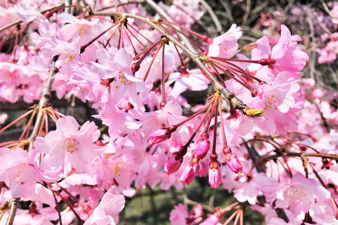 鴨川、白川、疏水、水辺を彩る絶景の桜さんぽ! 志賀越の古道を歩いて 春爛漫と“ しだれ桜 ”が参道石橋に彩りを添える「 北白川天神宮 」へ
