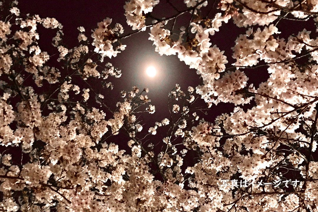 なんと!らくたび貸切限定!「 仁和寺・御室桜 」夜ライトアップ特別拝観 国宝「 金堂 」特別公開 と 文化財保存の一助、願いを書いて「 瓦奉納 」