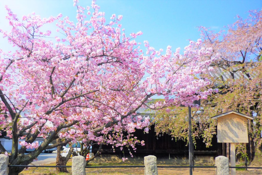 西陣「 通称寺 」巡り「 善行院 」住職による“ 妙見宮 ”と本堂拝観! 「 妙蓮寺 」方丈庭園の鑑賞 と 日蓮聖人ゆかり“ 御会式桜 ”花見へ