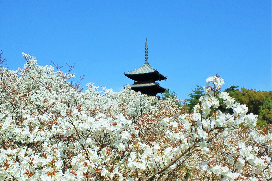 らくたび限定・特別公開 / 春爛漫“ 御室桜 ”が咲き誇る「 仁和寺 」 絵師・尾形光琳ゆかりの茶室「 遼廓亭」光格天皇遺愛の茶室「 飛濤亭 」
