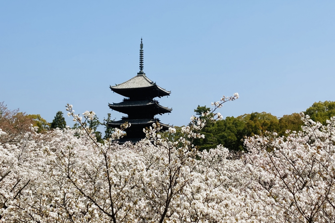 春爛漫の御室仁和寺へ!京都の桜のフィナーレを飾る「御室桜」の散策と、国宝の金堂など寛永時代に復興した伽藍群を見学し、御室八十八箇所の結願所・大窪寺や光孝天皇陵なども巡ります。