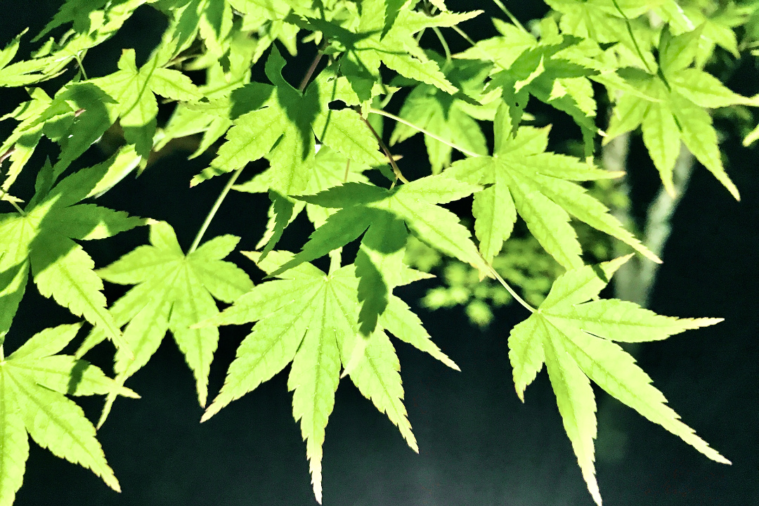 大河ドラマ登場!退位「 円融天皇 」出家「 花山天皇 」即位「 一条天皇 」 平安中期に即位した歴代天皇の陵墓参拝 と 花山天皇ゆかり「 平野神社 」