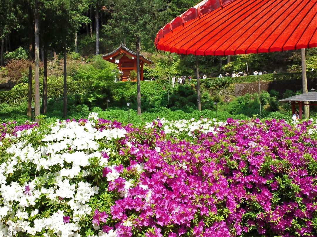 関西屈指のツツジの名所!2万株のツツジが庭園に広がる「 三室戸寺 」 国宝の本殿・拝殿を有する世界遺産「 宇治上神社 」と新緑の宇治めぐり