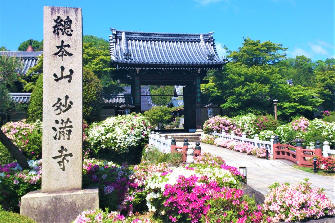 洛北・日蓮宗の古刹大本山「 妙満寺 」山門を彩るツツジと名庭・雪の庭 幡枝離宮を継ぐ「 圓通寺 」後水尾天皇が愛した比叡山を仰ぐ借景庭園