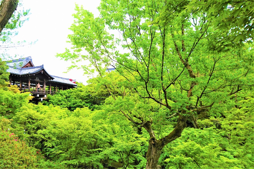 新緑が映える青もみじ「 東福寺 」と 塔頭「 芬陀院 」「 退耕庵 」へ 平安を謳歌した貴族・藤原道長ゆかり“ 十万不動 ”「 同聚院 」特別拝観