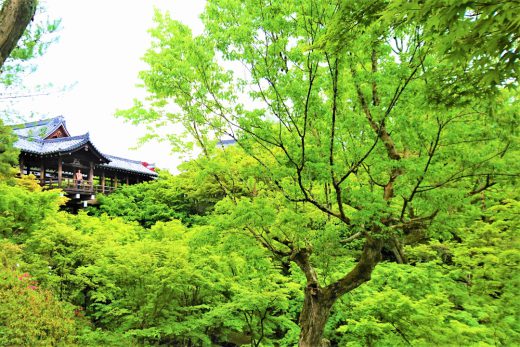 新緑が映える青もみじ 東福寺 と 塔頭 芬陀院 退耕庵 へ 平安を謳歌した貴族 藤原道長ゆかり 十万不動 同聚院 特別拝観 オウンドメディア