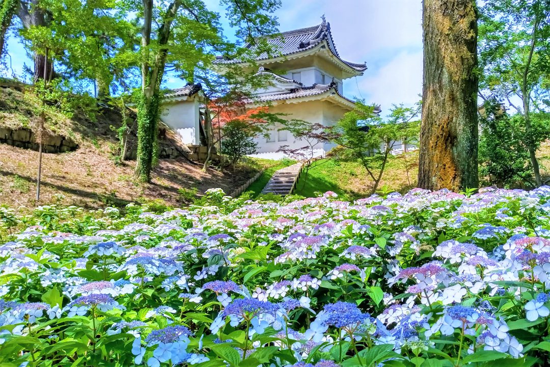 徳川将軍家の威光輝く「 二条城 」建築・絵画・庭園の鑑賞とあじさい園 最後の将軍・徳川慶喜が退去通過した非公開の城門「 西門 」特別見学!