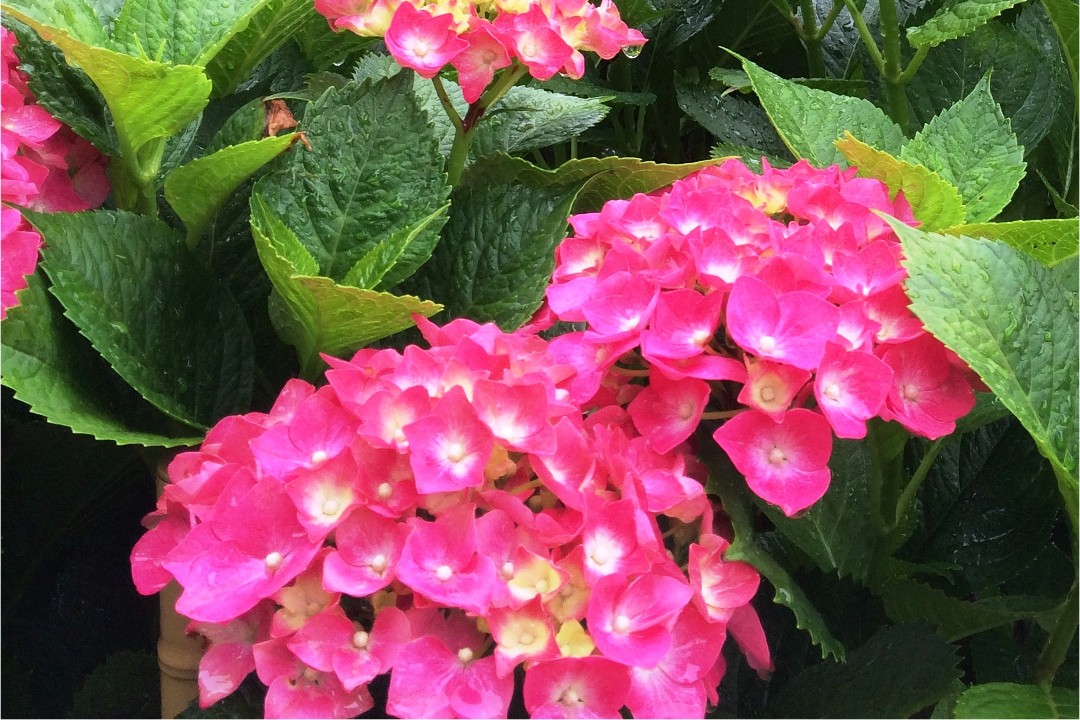 宝物館リニューアル!稀代の絵師・長谷川等伯一門が描いた金碧障壁画 「 桜図 」「 楓図 」鑑賞 と 梅雨空を華やかに彩るアジサイを愛でる