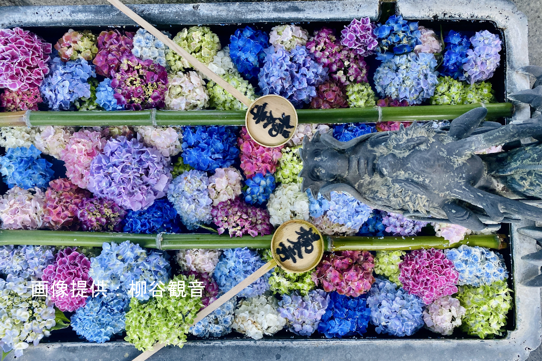 古刹を彩る♪ あじさい花手水【 柳谷観音 】新緑の一大名所【 光明寺 】 あじさいが咲く西山門跡と称された格式高い【 善峯寺 】ハイヤー観光へ