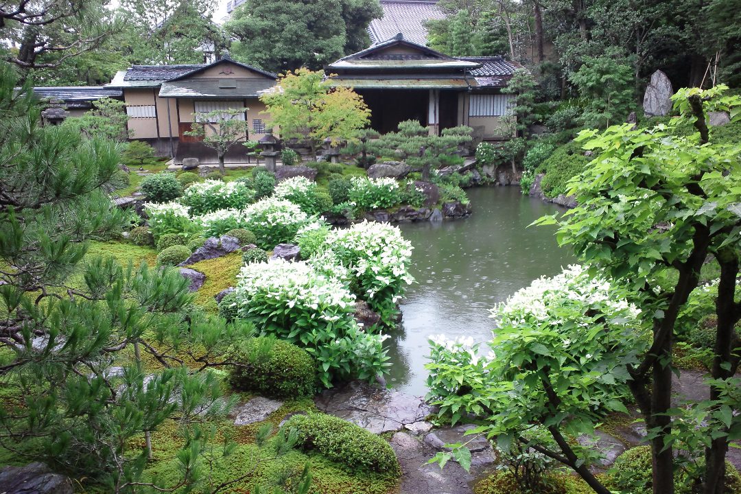 両足院にて庭園を巡り涼やかな半夏生を鑑賞し、甘茶の寺・霊源院では 令和の新庭園「鶴鳴九皐」を特別拝観。祇園の新お土産店もご紹介