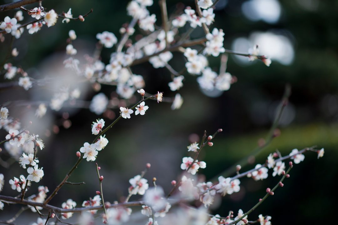 第3回 昭和時代②~戦後の日本復活への物語~