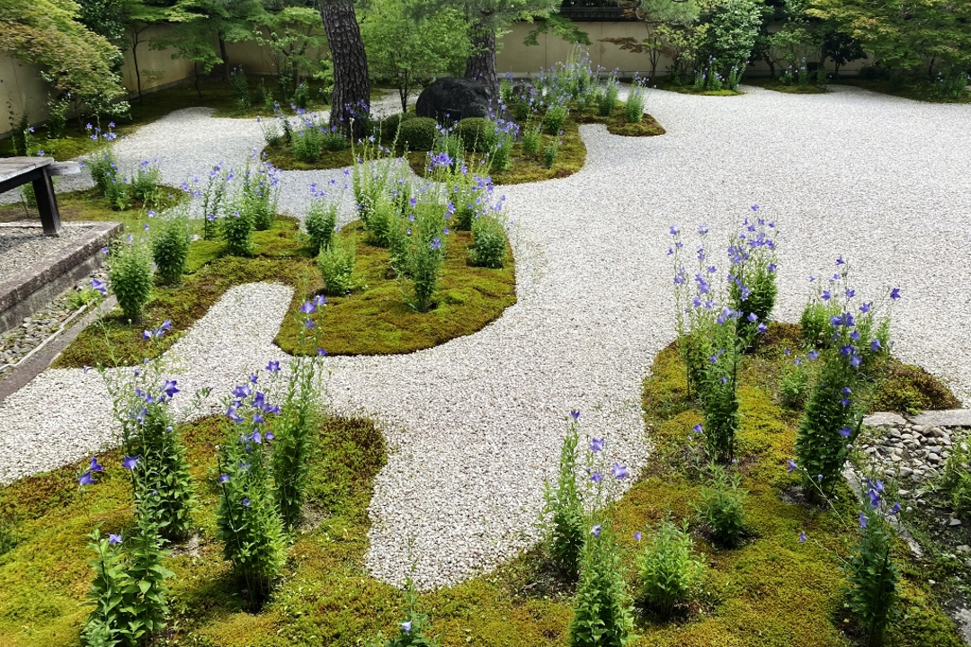 京都御苑周辺を巡り、「萩の名所」である大聖寺や梨木神社を訪問 今年話題の藤原道長の邸宅跡、紫式部の邸宅跡である廬山寺も拝観