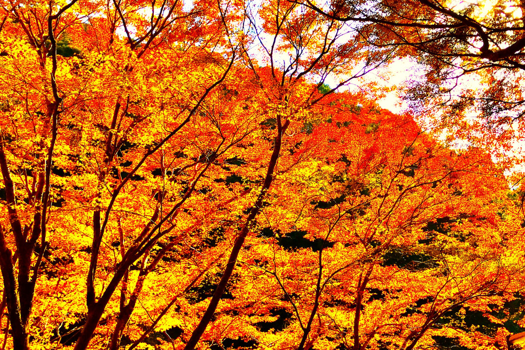 世界遺産「 高山寺 」台風の甚大な被害からの復興を継続的に支援へ! 春のクラウドファンディングご協力の御礼&今回の収益を追加復興支援へ