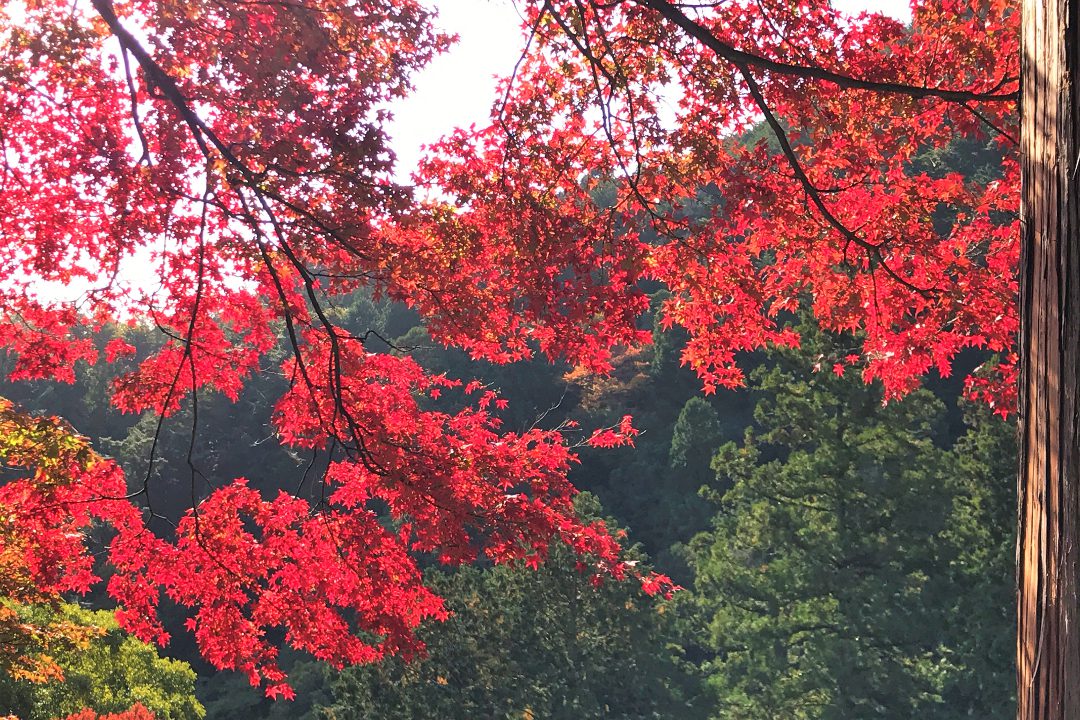 京都屈指の紅葉名所・栂尾に佇む高山寺へ!山間の錦秋を満喫しながら、 渓谷を流れる清滝川に沿って隠れ紅葉の名所・西明寺へもご案内します