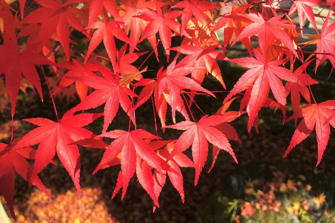 乗り心地は最高ラグジュアリー♪【 アルファード 】でゆく「 大原の里 」 紅葉の「 古知谷 阿弥陀寺 」「 寂光院 」& 比叡山を眺める「 圓通寺 」