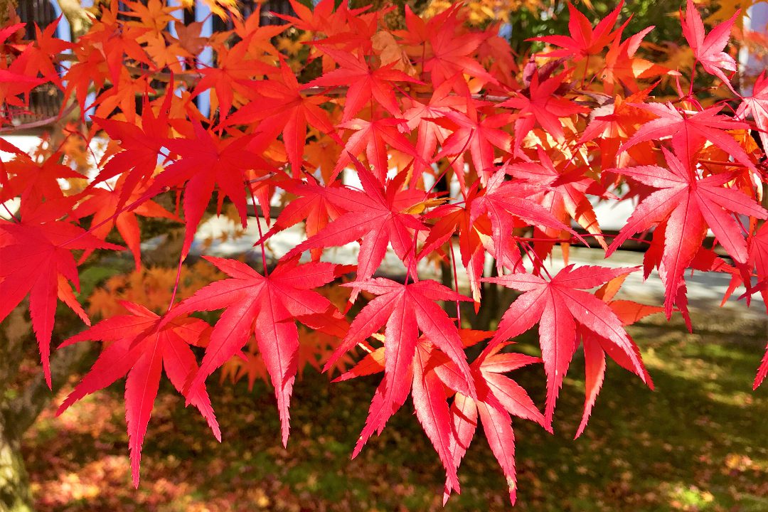 盛秋の紅葉めぐり!錦繍が彩る絶景「 南禅寺 」「 天授庵 」美の庭園♪ 深紅に染まる楓に息をのむ“ みかえり阿弥陀 ”を祀る「 永観堂 」へ