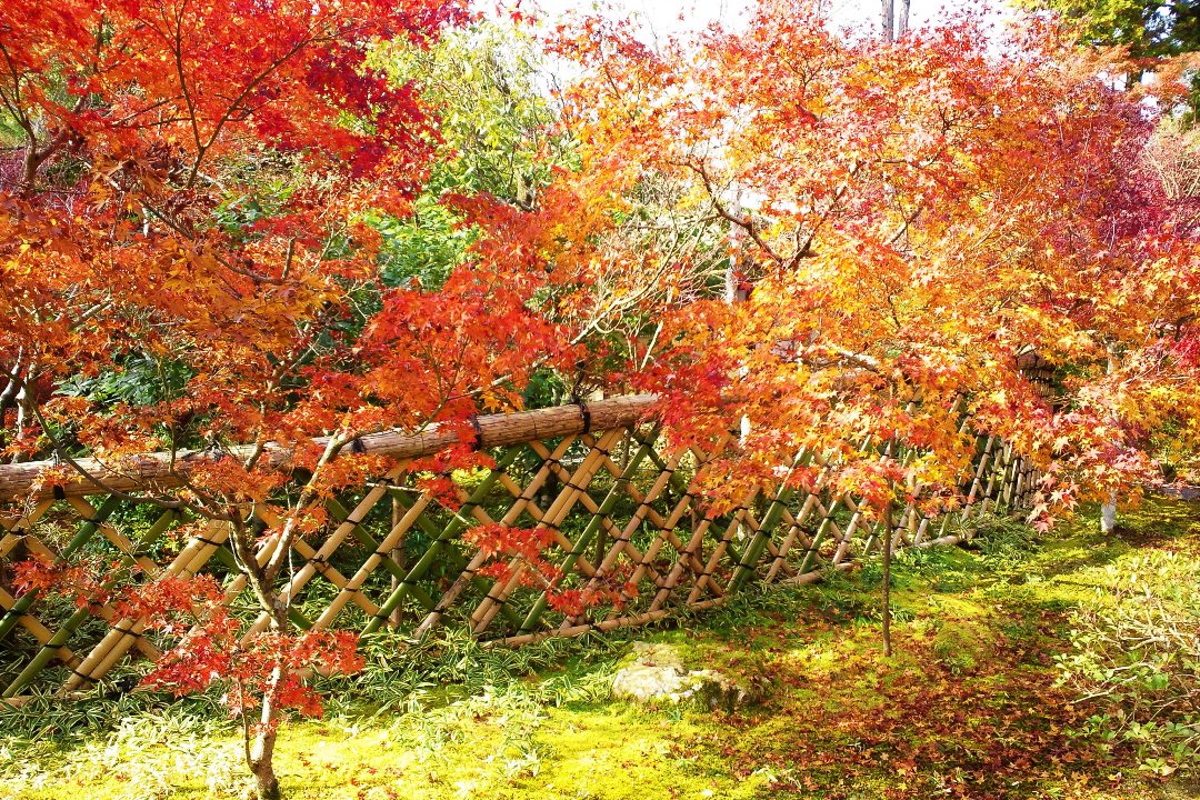 江戸時代の芸術家・本阿弥光悦ゆかりの鷹峯へ。洛北を彩る雄大な紅葉を愛で、洛中洛外を隔てた土塁・御土居では名物餅で一服を♪