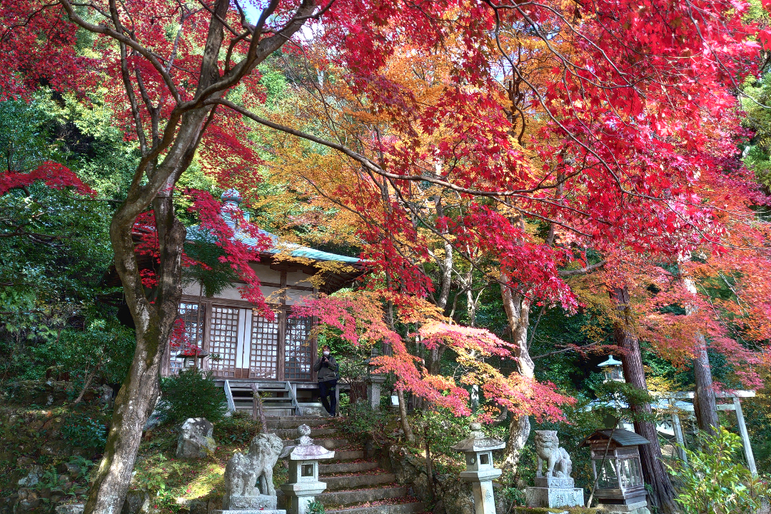 奥嵯峨の秘密の紅葉を訪ねて!平安絵巻そのものの風雅な大覚寺と 鳥居本八幡や護法堂弁財天など知られざる紅葉スポットへもご案内