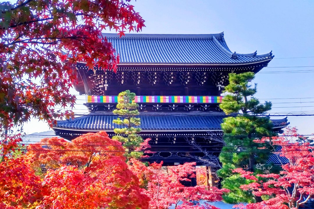 紅葉が彩る【 金戒光明寺 】山門・御影堂・大方丈・庭園すべて特別公開 激動の幕末史に刻まれる京都守護職・会津藩と新選組ゆかりの歴史を探る