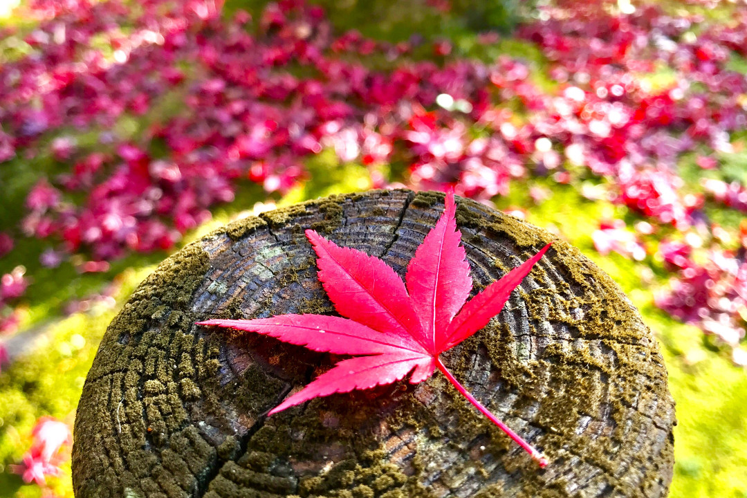 “ 紅葉の錦 神のまにまに 彩られる「 北野天満宮 もみじ苑 」を訪ねて 賑わう25 日「 天神市 」散策 と 古き社「 平野神社 」「 わら天神 」へ