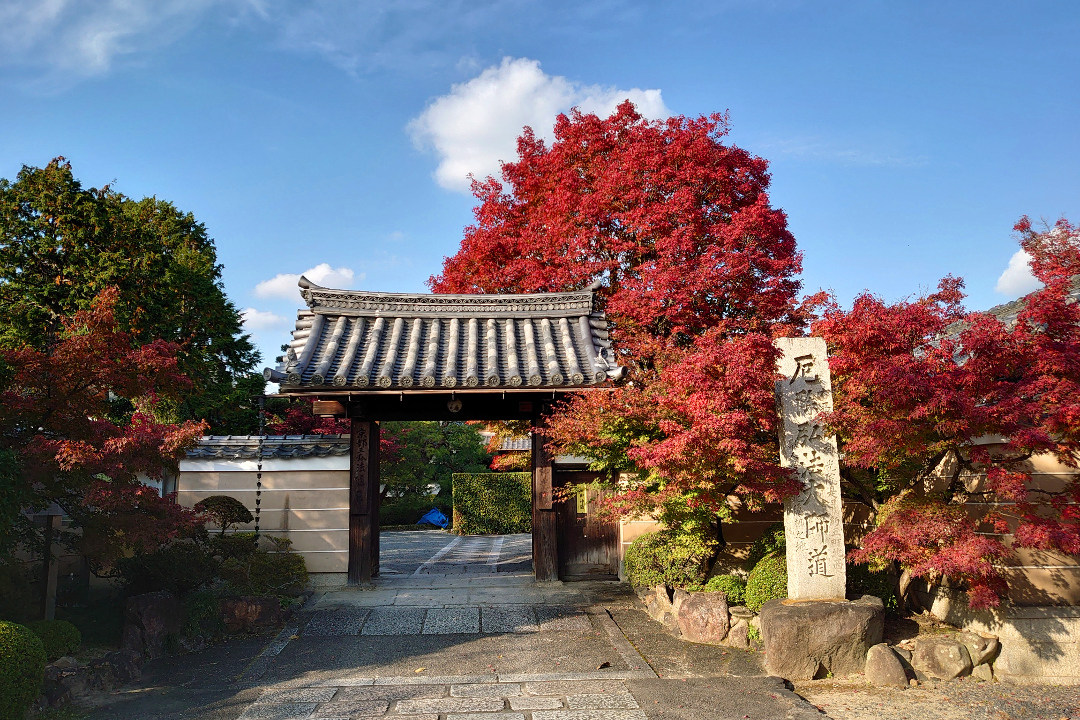 洛北の紅葉名所・上賀茂神社の本殿、権殿、高倉殿の特別拝観と隠れ紅葉が美しい神光院、借景庭園の紅葉の競演が楽しめる正伝寺へ