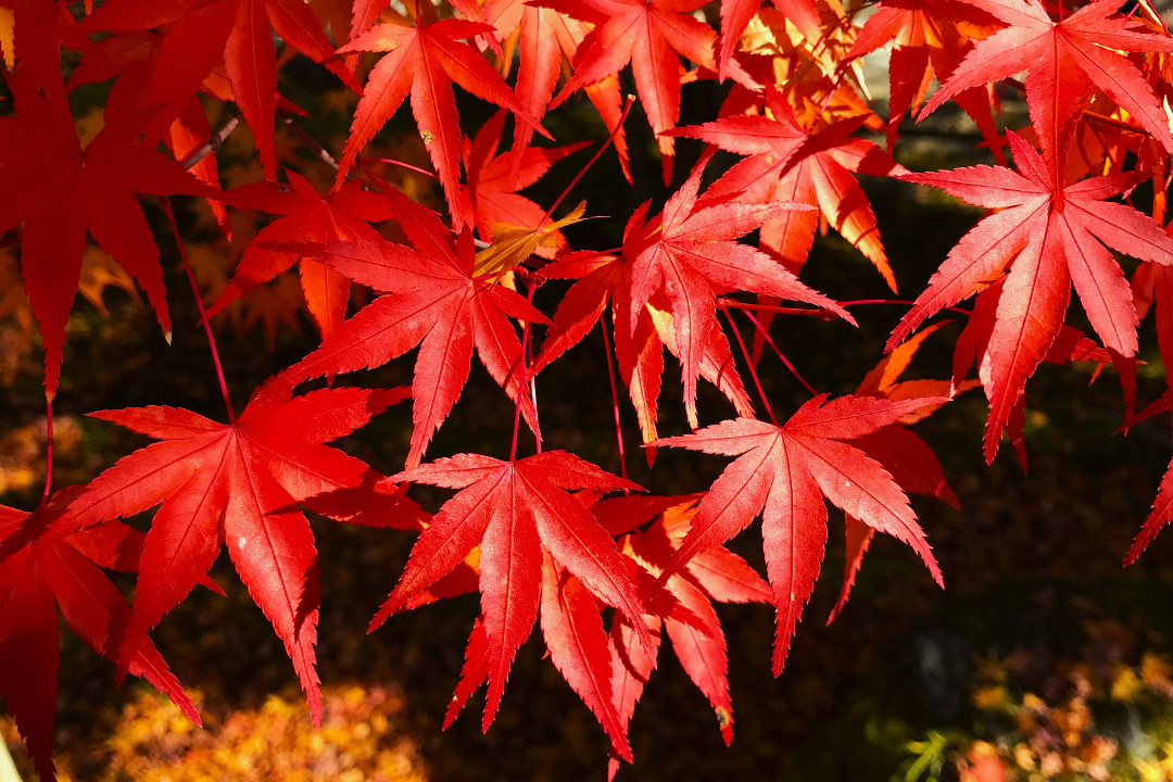 【 らくたび・若村亮 × 仁和寺・僧侶 】貸切 国宝 金堂内でスペシャル対談 まさに幻想の世界! 夜の仁和寺・金堂「 雲海 」ライトアップ特別拝観へ