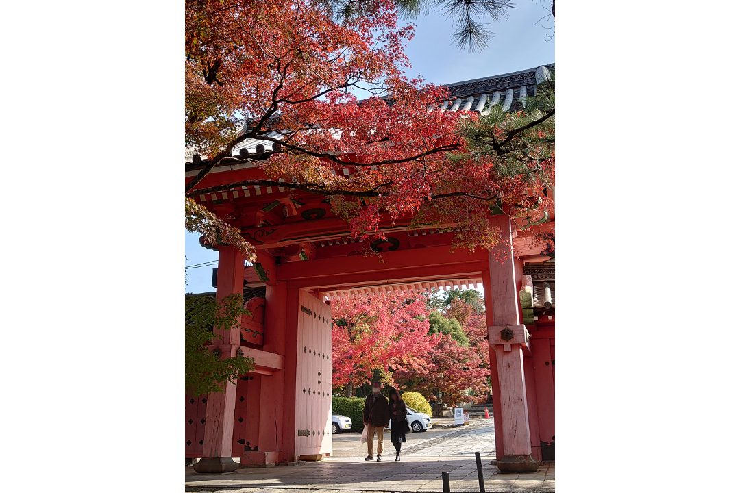 深紅に染まる「 金戒光明寺 」秋の特別拝観「 方丈庭園 」鑑賞 通称「 黒谷さん 」「 八はしでら 」「 真如堂 」と呼ばれる通称寺へ!