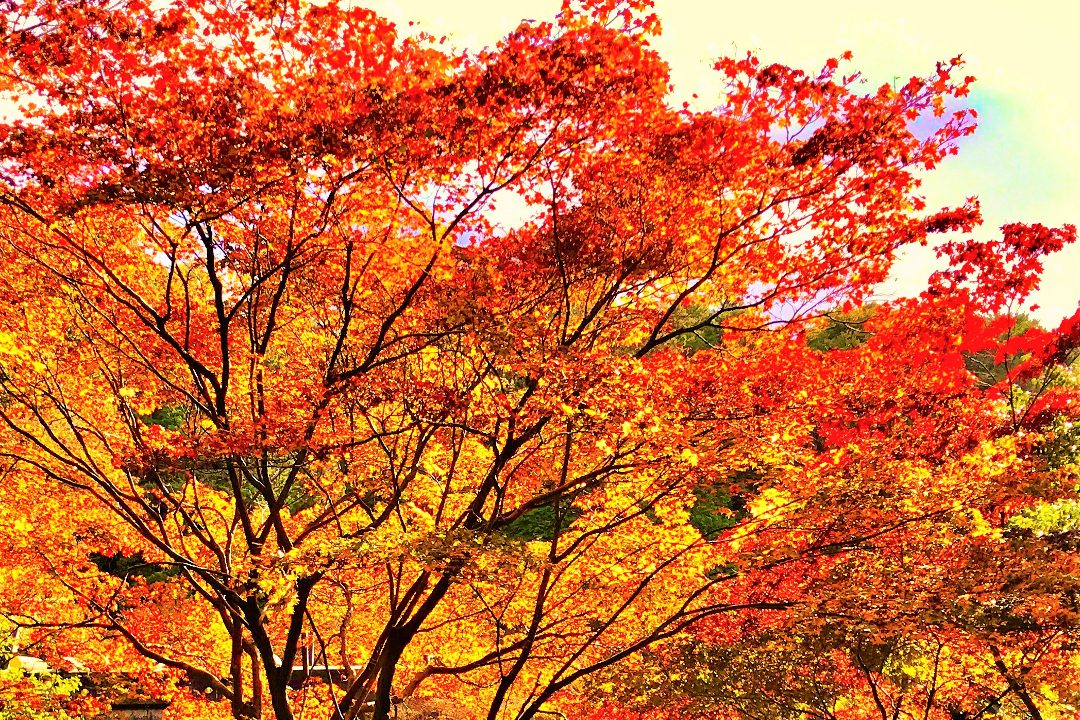 朝陽に輝く紅葉名所! 錦秋が広がる東福寺「 通天橋 」渓谷を一望! 静寂に包まれる紅葉、泉涌寺塔頭「 来迎院 」「 今熊野観音寺 」へ