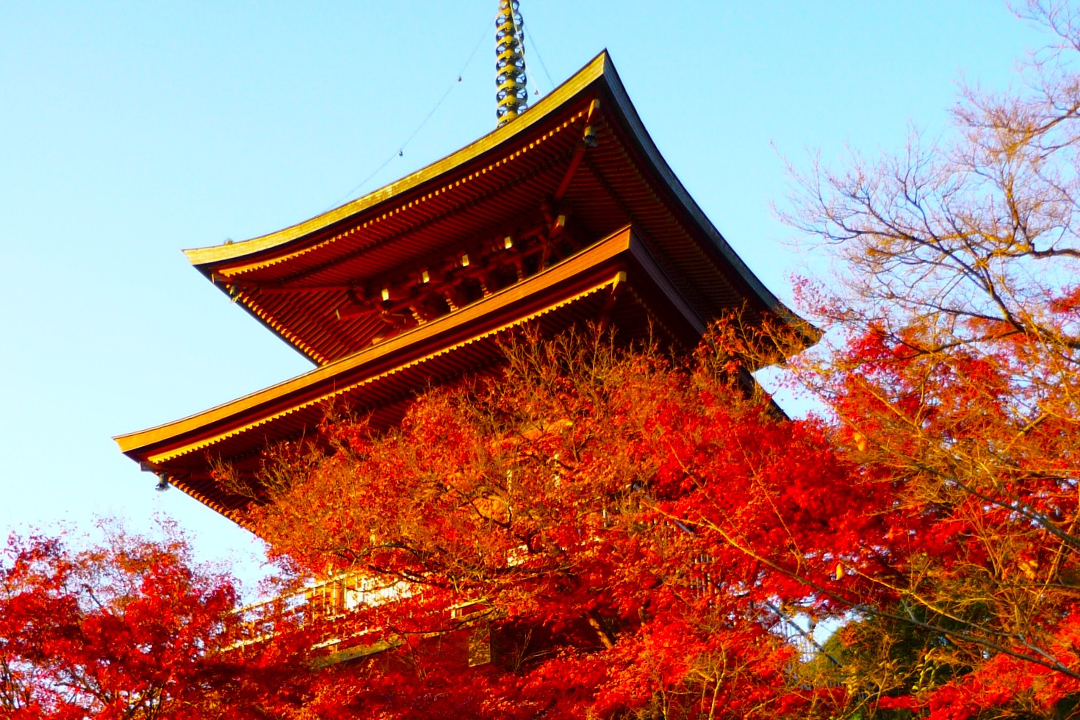 絶景!紅葉庭園【 蓮華寺 】疳の虫封じ【 三宅八幡 】山麓【 御蔭神社 】 集合時の往路&解散後の帰路が楽々♪静かな紅葉を求めて洛北【 上高野 】