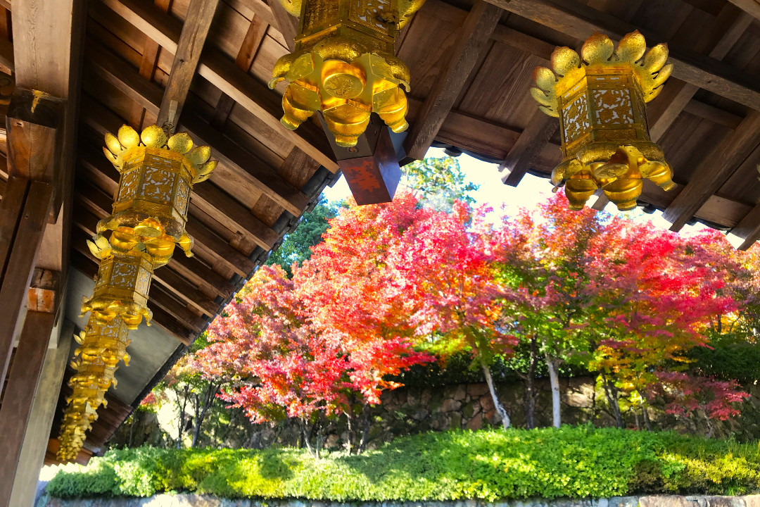 京都西山「 竹の里・乙訓 」晩秋の紅葉が彩る「 光明寺 」もみじ参道と 賀茂の祭神ゆかり「 向日神社 」「 角宮神社 」歴史ロマン「 長岡京跡 」