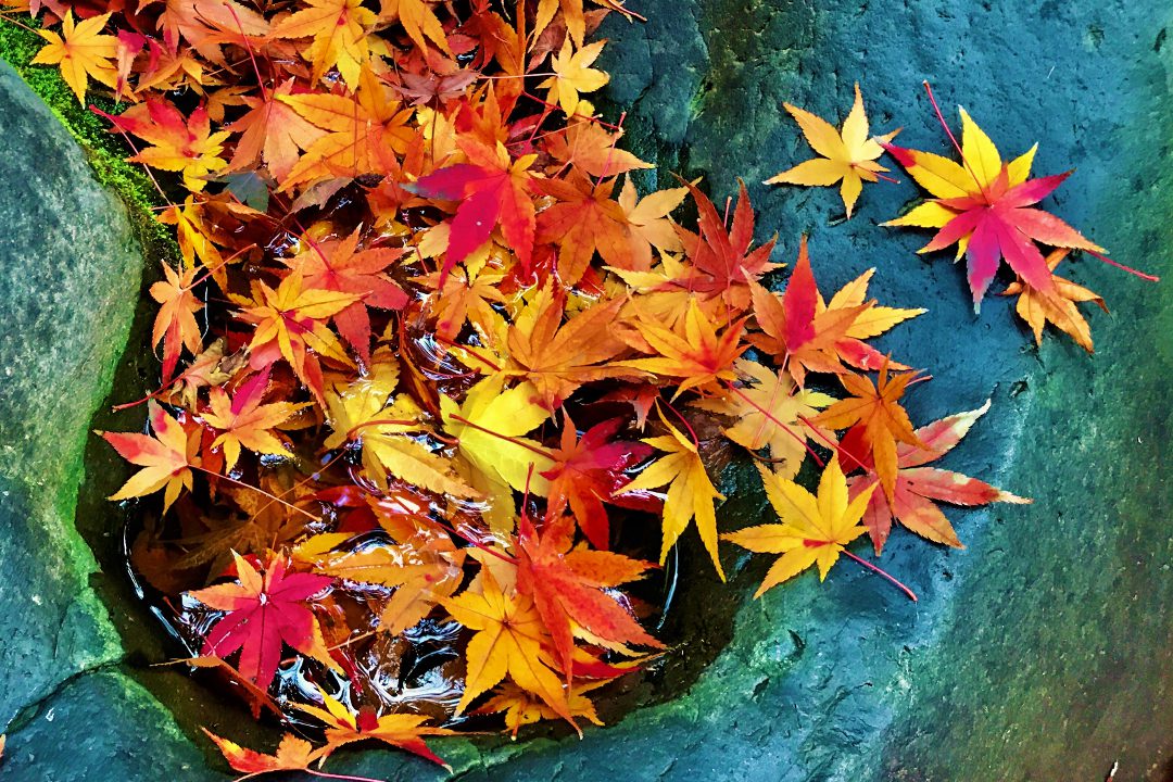 “ 秋の色ます華頂山 時雨を厭う唐傘の 濡れて紅葉の長楽寺 ”- 頼山陽 – 晩秋の紅葉が彩る「 長楽寺 」「 華頂山 知恩院 / 友禅苑・方丈庭園 」へ